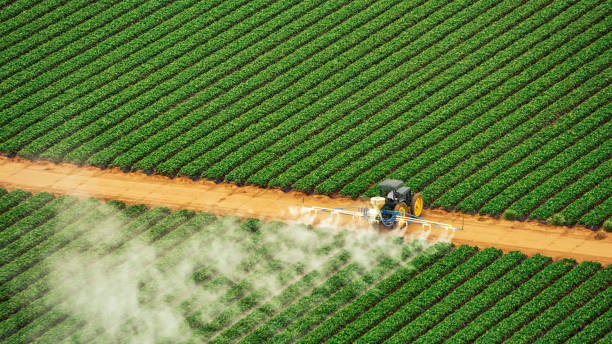 Wasp Removal Services in Kenilworth, IL